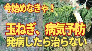 玉ねぎの病気予防。突然に現れる玉ねぎの病気であるベト病サビ病対策は冬の間の土の殺菌と春先の葉の殺菌が必要です！1/16