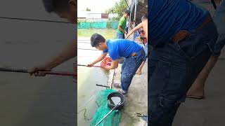 giải trí #maifishing Xin chào