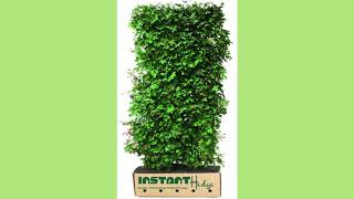 InstantHedge Oregon | Best Suppliers of Wholesale Hedging Plants.