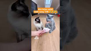 kucing candu sama uang #animalshorts #funnyvideo #kucinglucu #animals #kucing #cat #shorts #fyp