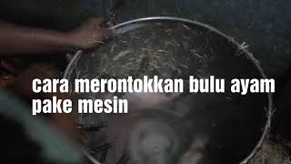 Cara merontokkan bulu ayam Pake mesin perontok bulu ayam