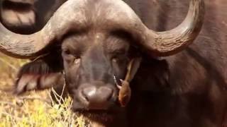 Cape Buffalo receiving Bushveld nose and ear care - Kruger