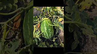 How To Determine When To Harvest Your Watermelon #agriculture #watermelon #shorts #garden  #farming