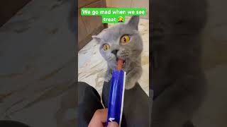 British shorthair gone crazy after seeing the treat | literally she forgot that she’s a cat #bsh