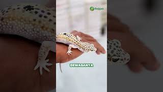 Termasuk keluarga kadal, apa gecko bisa segede tokek?? 🤔🦎#gecko #tokek #kadal #tokekbesar