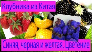 Синяя, черная и желтая клубника из Китая. Цветение. Сад и огород выпуск 182