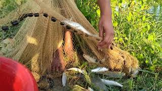 Cast Net Fishing | Traditional Net Fishing in Village People | Fishing With Cast Net