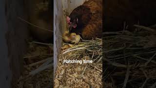 EGGS HATCHING #BABY CHICK #chicken #hatching