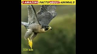 top 3 amazing facts about animals in hindi #youtubeshorts #factsshorts #facts #ytshorts #shorts