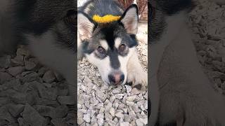 Isn't She Lovely?🥰Alaskan Malamute wearing flower crown🌼 #shorts #dandelions #cute #dog #shortsvideo