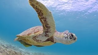 渡嘉敷島のカメさん