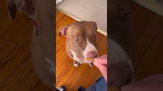 Dog Food Patience Challenge!🐕😋#dog #cutedog #doglover #dogtraining #funnyvideo #shorts