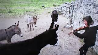 Who Makes a Better Audience for a Performer, Donkeys or Humans?