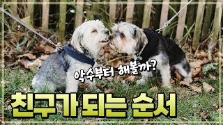 강아지가 친해지는 순서, 강아지의 인사 예절을 알아보자.