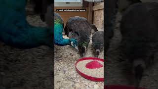 Peacock, peahen and their baby peafowls #asmr #peacock