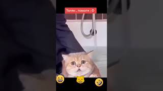 Говорящий кот 😻