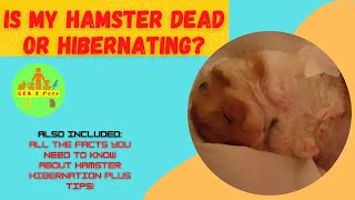 Is my hamster dead or hibernating? | Can hibernation kill a hamster?