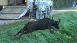 ➡️ MAS BLANC DES ALPILLES ABRIVADO BANDIDO PARCOURS OUVERT 3.11.2024 💥🐂😱