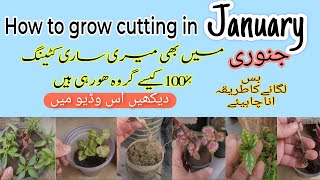 How To Grow plant Cutting in January| My Cutting 100%Grow in january |how to grow plants cuttings|