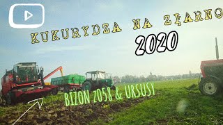 😍 Rekordowe koszenie kukurydzy ✌ czyli😃 👉jesień 2020 BIZON Z058😍 & Ursus C4011 902😍