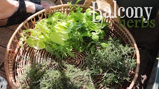 Balcony herbs 🌿 / herb salt / preserving herbs