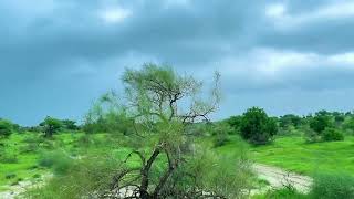 After Rain Views of Achro Thar |white Desert