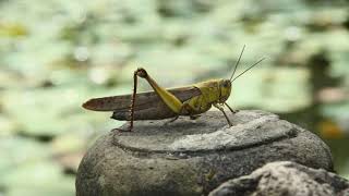 Insecta (54) - Grasshopper_1