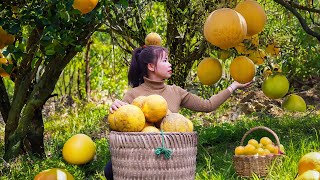 Harvest Grapefruit Goes To Village Market Sell - Drizzly Winter Weather - Animals Care - New Life