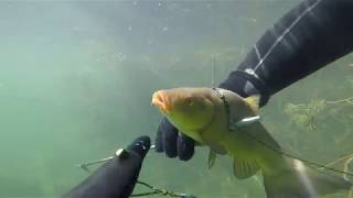 spearfishing estonia