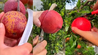 Most Amazing natural fruits cutting satisfying farming life