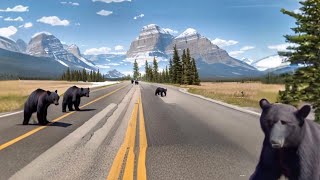 Welcome to Jasper National Park. 🇨🇦 Watch for wildlife on the road.