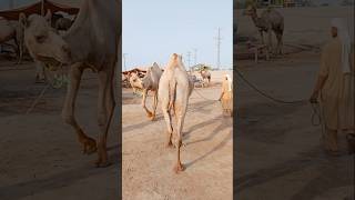 Camel Market #ytshorts #camel #shorts #camellove #camelfarm #camelmarket