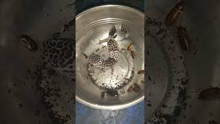 leopard geecko ऐसा छिपकली आप ने नही देखा होगा  #shorts #viral #snakerescue #1millionviews