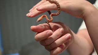 SCALELESS CORNSNAKE!! pickup