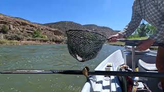 Fly Fishing The San Juan River, New Mexico