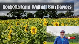 Becketts Farm Wythall. Sun Flowers