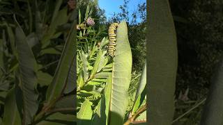 Monarch Butterfly Caterpillar on Milkweed in Summer Sunlight