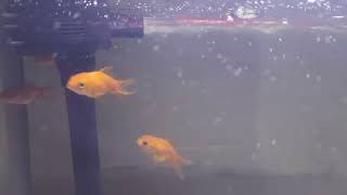 Beauty of Goldfish | UltraHD Aquarium Relaxing | Super beautiful goldfish #goldfish #fishtanksetup