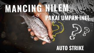 RAHASIA UMPAN NILEM PALING JITU | CUKUP DENGAN BAHAN INI