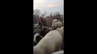 Transhumance sheep invading the bridge over the river PO in Turin Italy