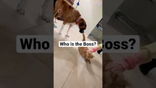 Boxer Dog scared of cat 😱 #shorts #shortsvideo #boxerdog #funnydogs #funnyboxer #short #viralshorts