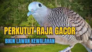 Jangan Abaikan Suara Ini! Perkutut Langsung Nyaut dengan Gacor Maksimal