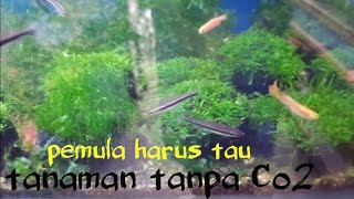 tanaman air yg kuat tanpa Co2 pemula harus tau||tanaman aquascape