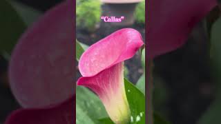 24-125 — Callas In My Garden