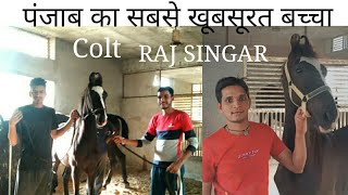 Colt ( RAJ SINGAR ) sire by Champion '' BHARAT RATAN ""