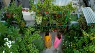 জাহানারা বেগমের ছাদ বাগান - Jahanara's rooftop garden in Ctg. of bangladesh.