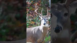 Sweet November Brings the Whitetail Rut! #whitetaildeer #whitetailrut