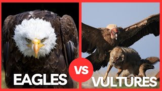 EAGLE VS VULTURE - Which is The Strongest?