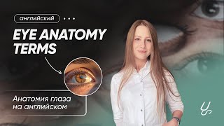 Медицинский английский | Eye anatomy terms. Анатомия глаза на английском