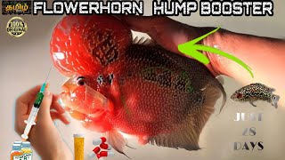 FLOWERHORN HUMP BOOSTER TECHNIQUES  100% - தமிழ்  #flowerhorn #flowerhorngrooming